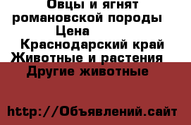 Овцы и ягнят романовской породы › Цена ­ 120 - Краснодарский край Животные и растения » Другие животные   
